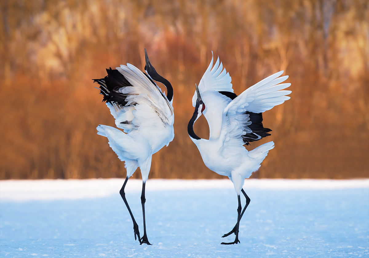 The dance of love Poster