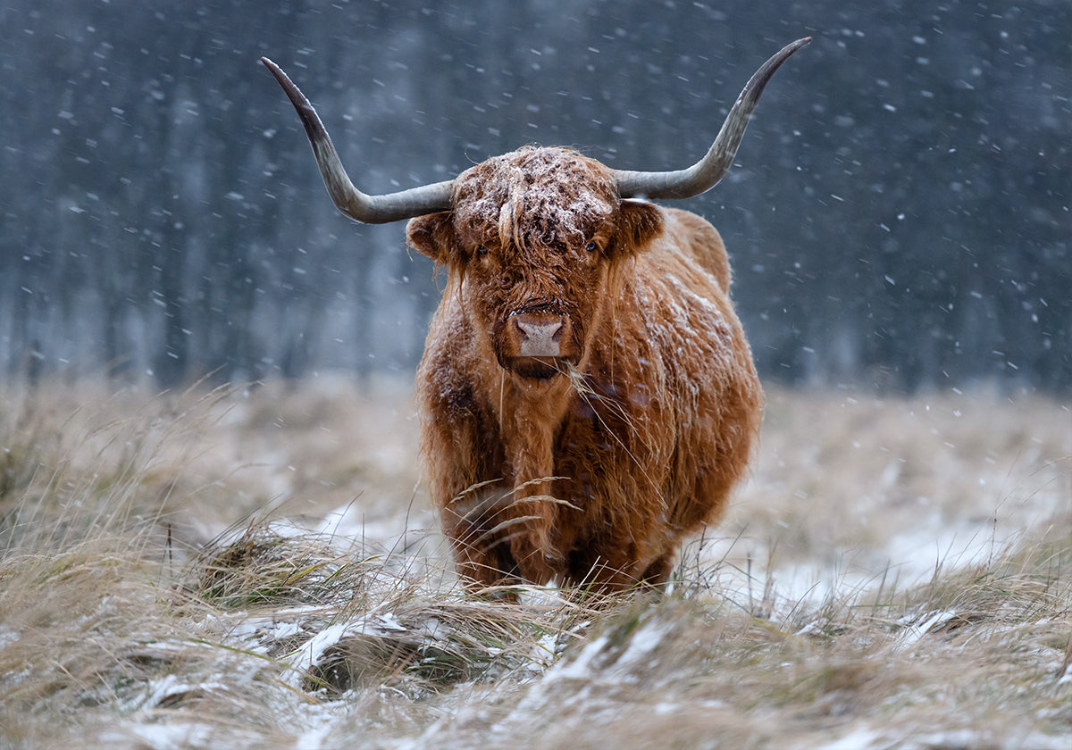 Snowy Highland cow Poster