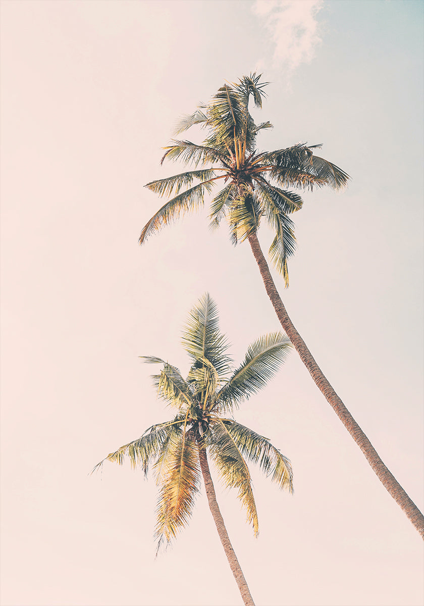 Tropical Palms Poster