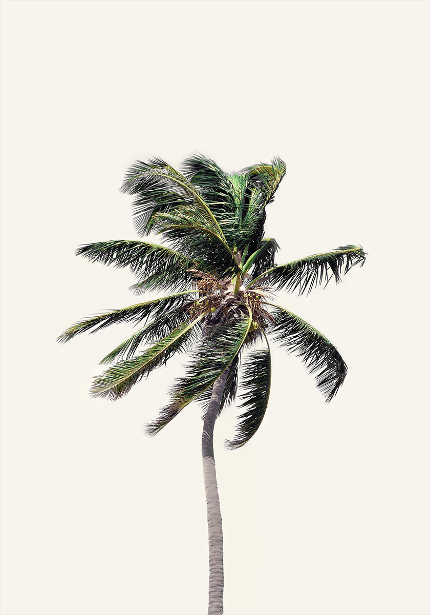 Windy Palm Tree Poster