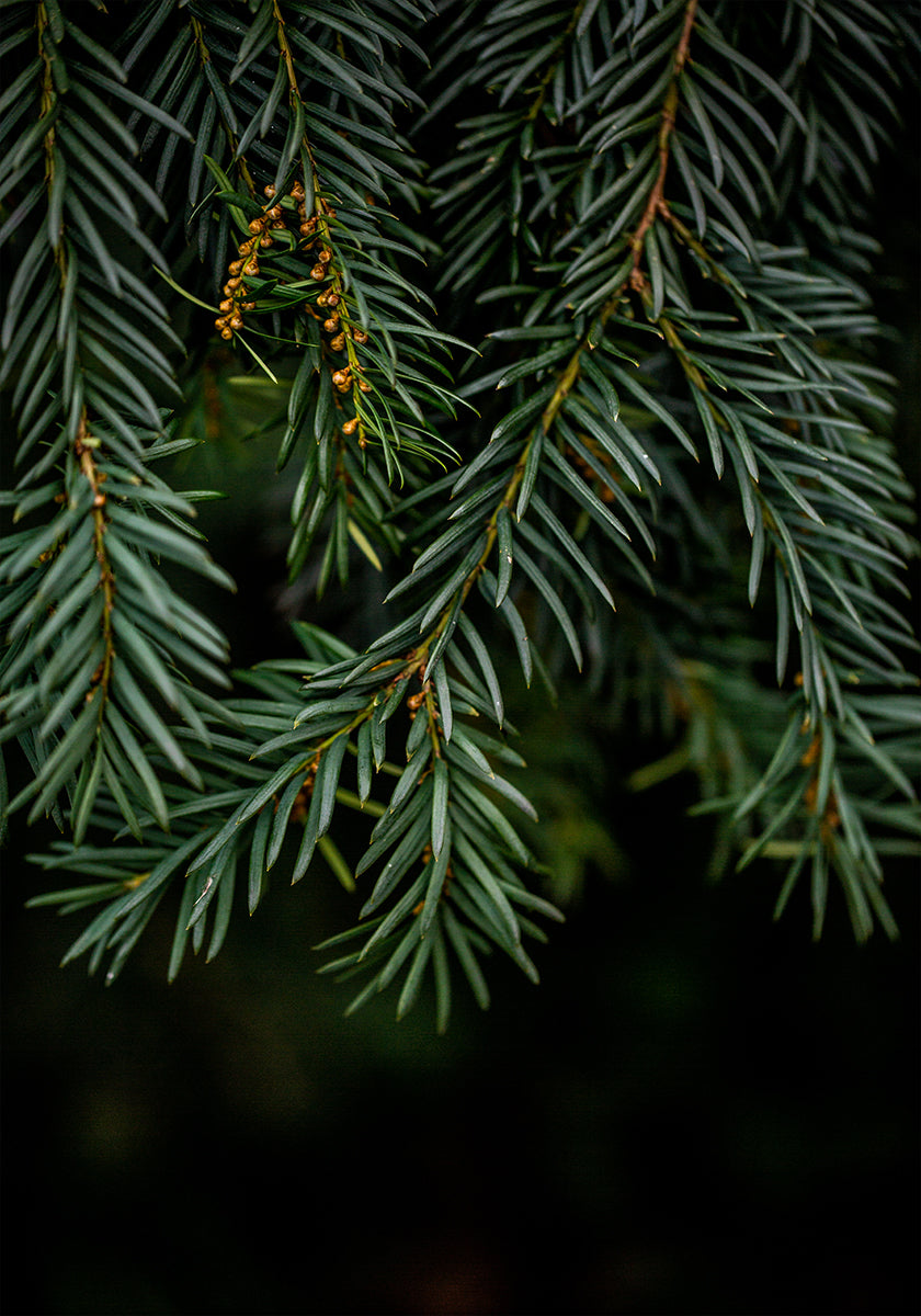 Winter Branches 7 Poster