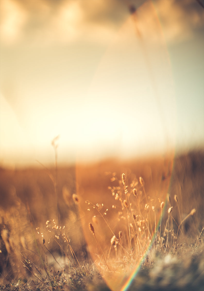Golden Glow Field Poster