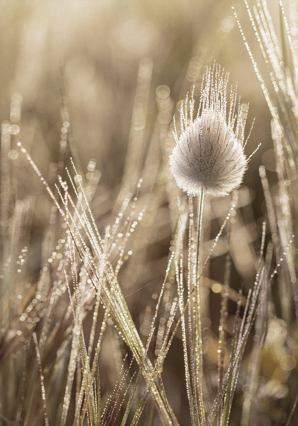 Dew-Covered Grass Head Poster