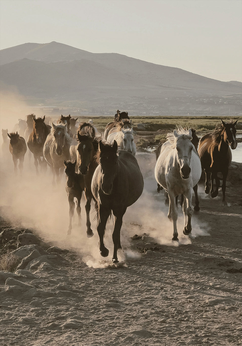 Wild Horses Gallop Poster