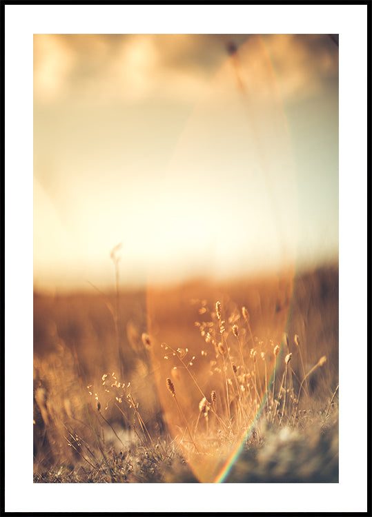 Golden Glow Field Poster