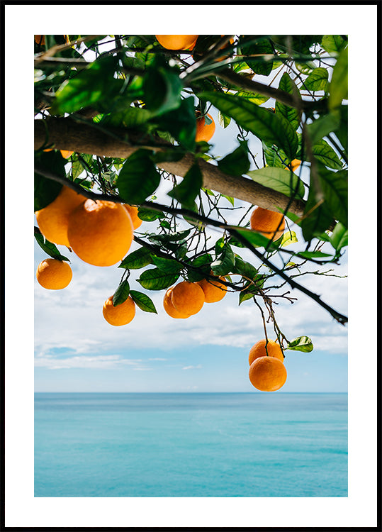 Amalfi Coast Oranges IV