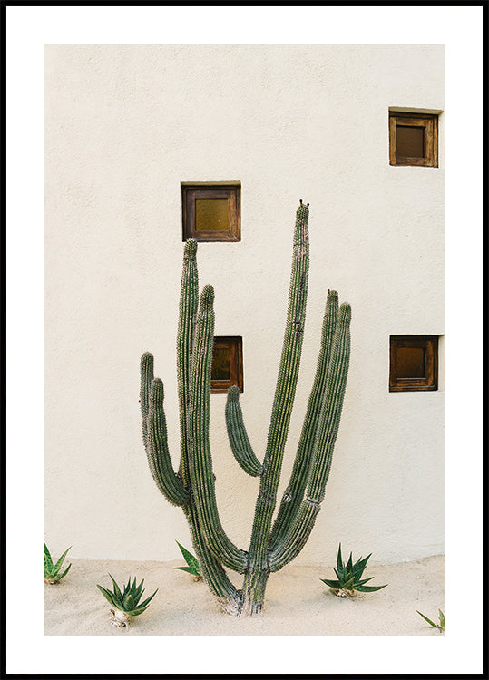 Cabo Cactus IX Poster