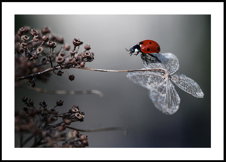 Ladybird on hydrangea.