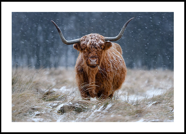 Snowy Highland cow Poster