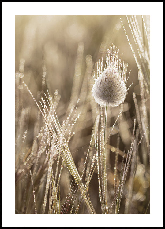 Dew-Covered Grass Head Poster