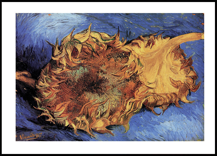 Sunflowers in Dried Beauty Poster