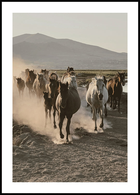 Wild Horses Gallop Poster