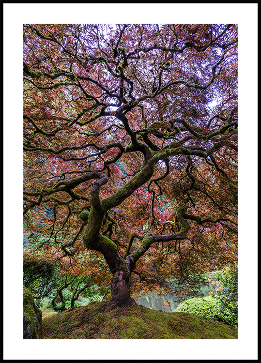 Japanese Maple Tree