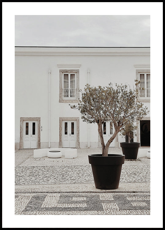 Olive Tree in City Courtyard Poster