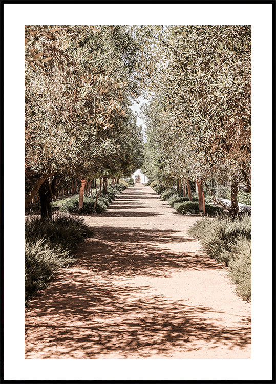 A Serene Tree Lined Path with Sunlight  Poster