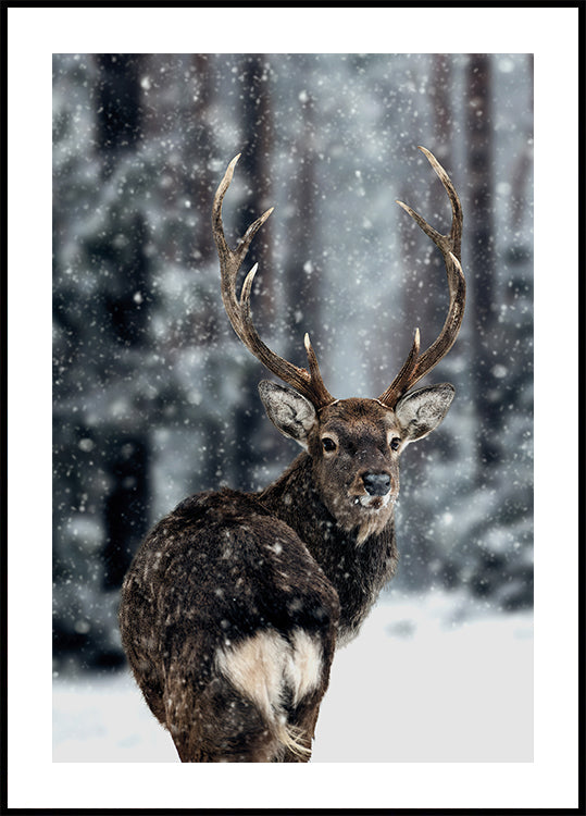 Majestic Deer in Snow Poster