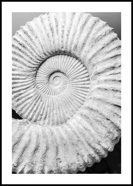 Ancient Spiral Dreams