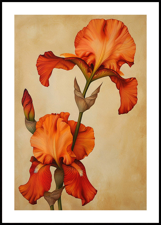 Poster Canvas Sng Iris 36 Poster