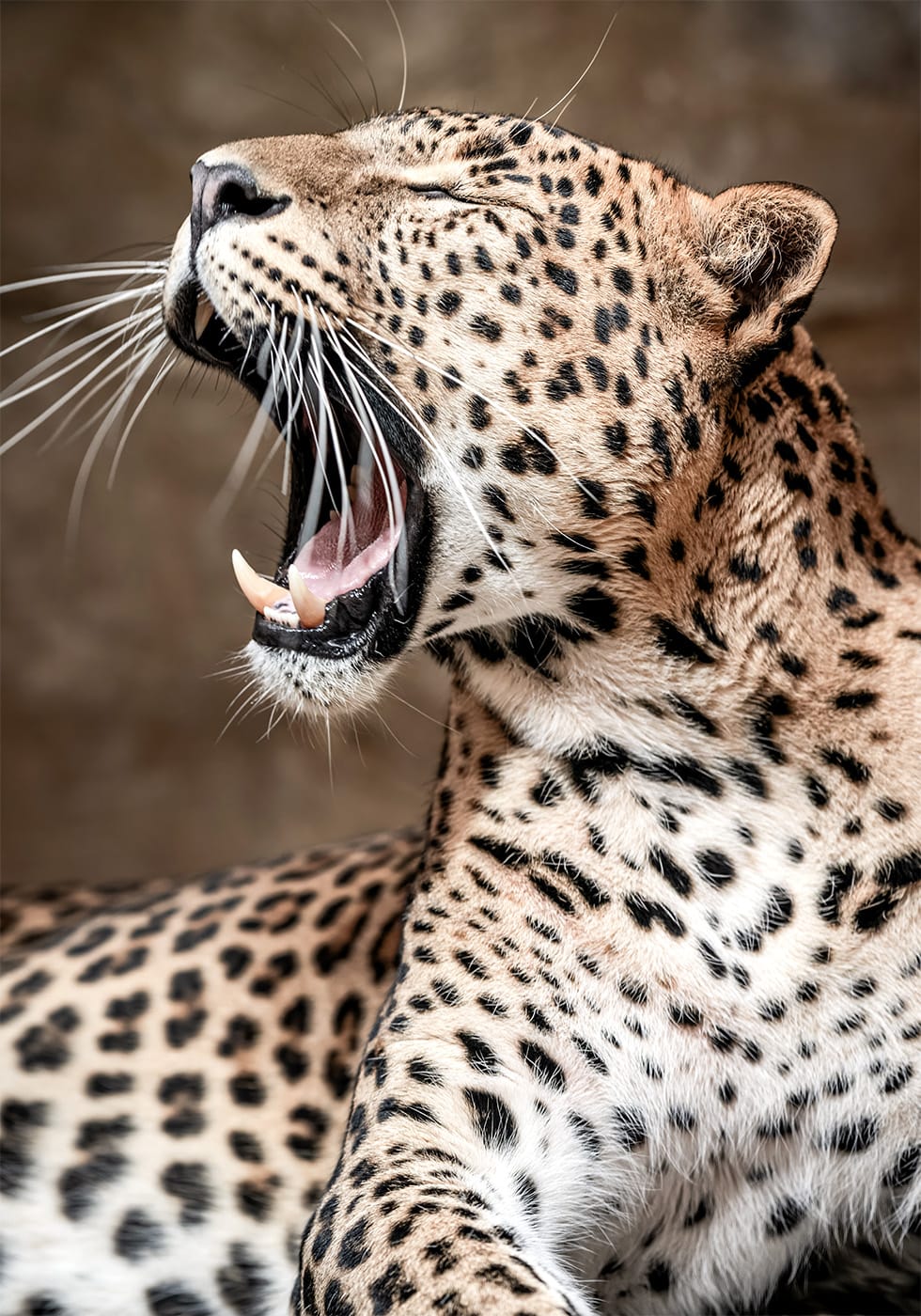 Roaring Leopard in Nature Poster