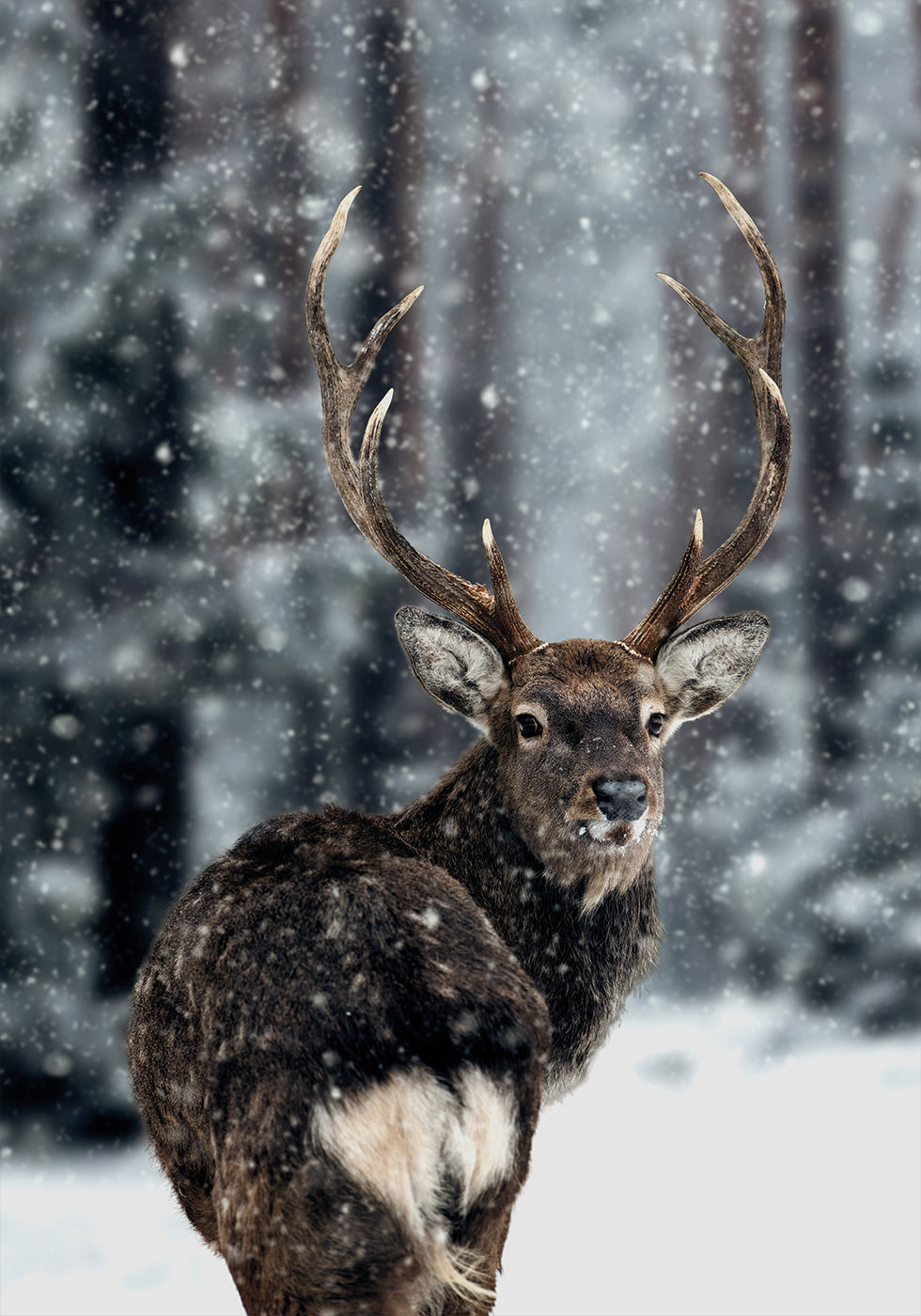 Majestic Deer in Snow Poster
