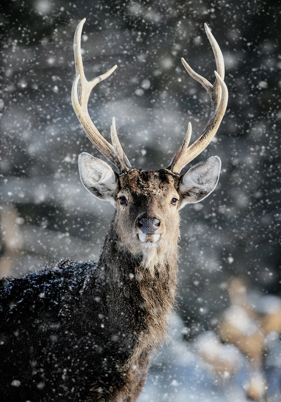 Majestic Deer in Snow №2 Poster
