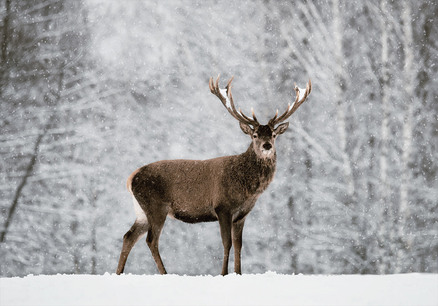 Majestic Deer in Snowy Forest Poster