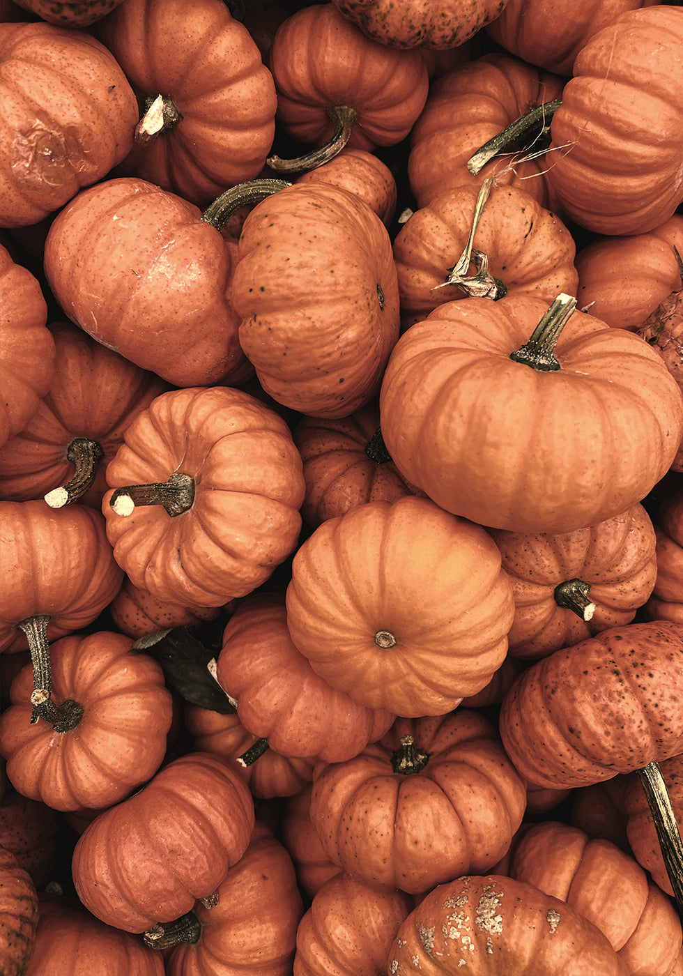 Warm Autumn Pumpkins Poster