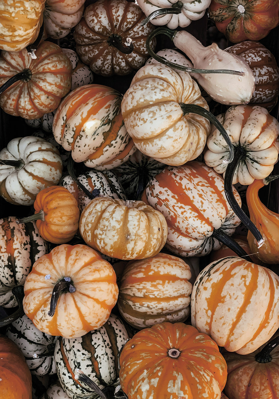 Vibrant Autumn Pumpkins Poster