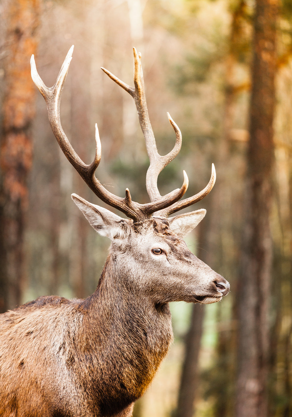 Majestic Red Deer Stag Poster