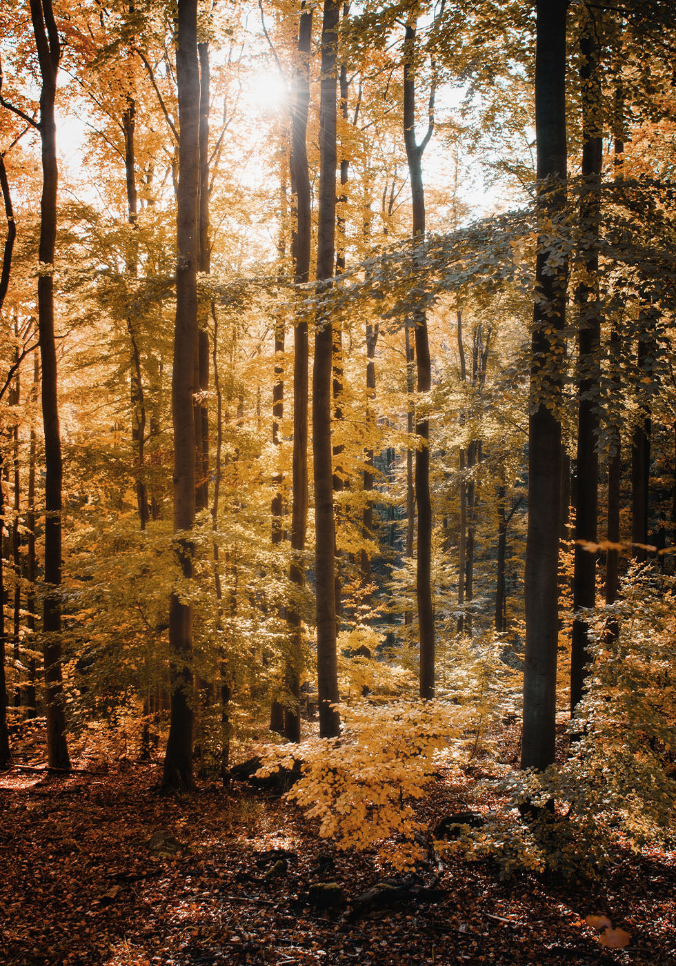 Golden Autumn Forest Poster