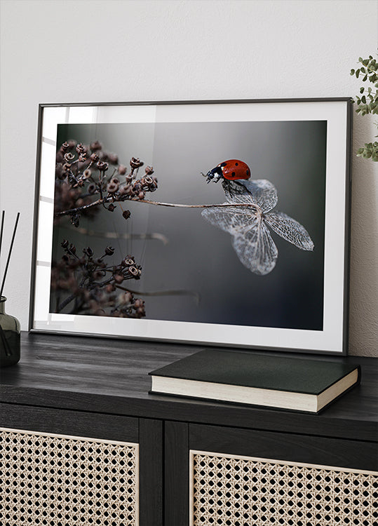 Ladybird on hydrangea.