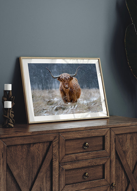 Snowy Highland cow Poster