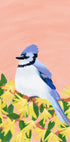 A blue jay perched on a branch with yellow flowers against a peach-colored background.