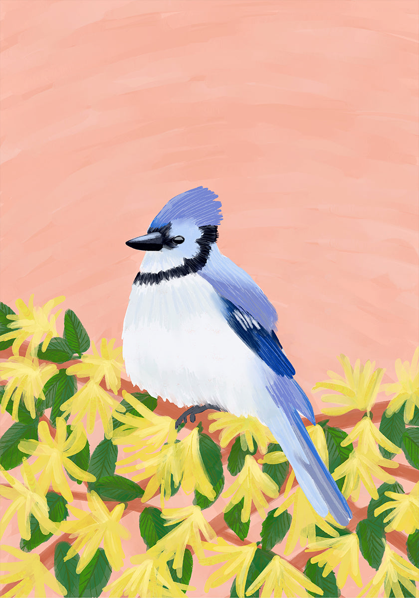 A blue jay perched on a branch with yellow flowers against a peach-colored background.