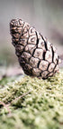 Pinecone Plakat - Posterbox.no