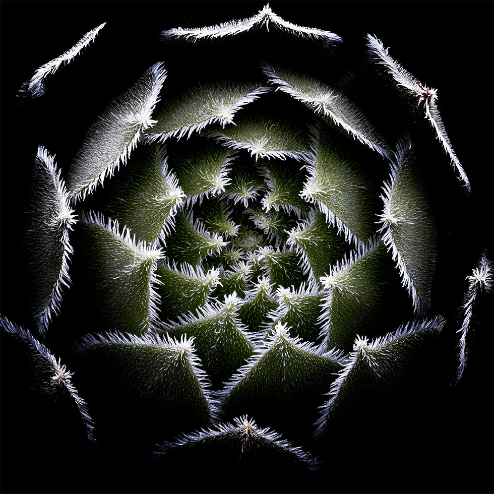 Sempervivum Rosette Poster