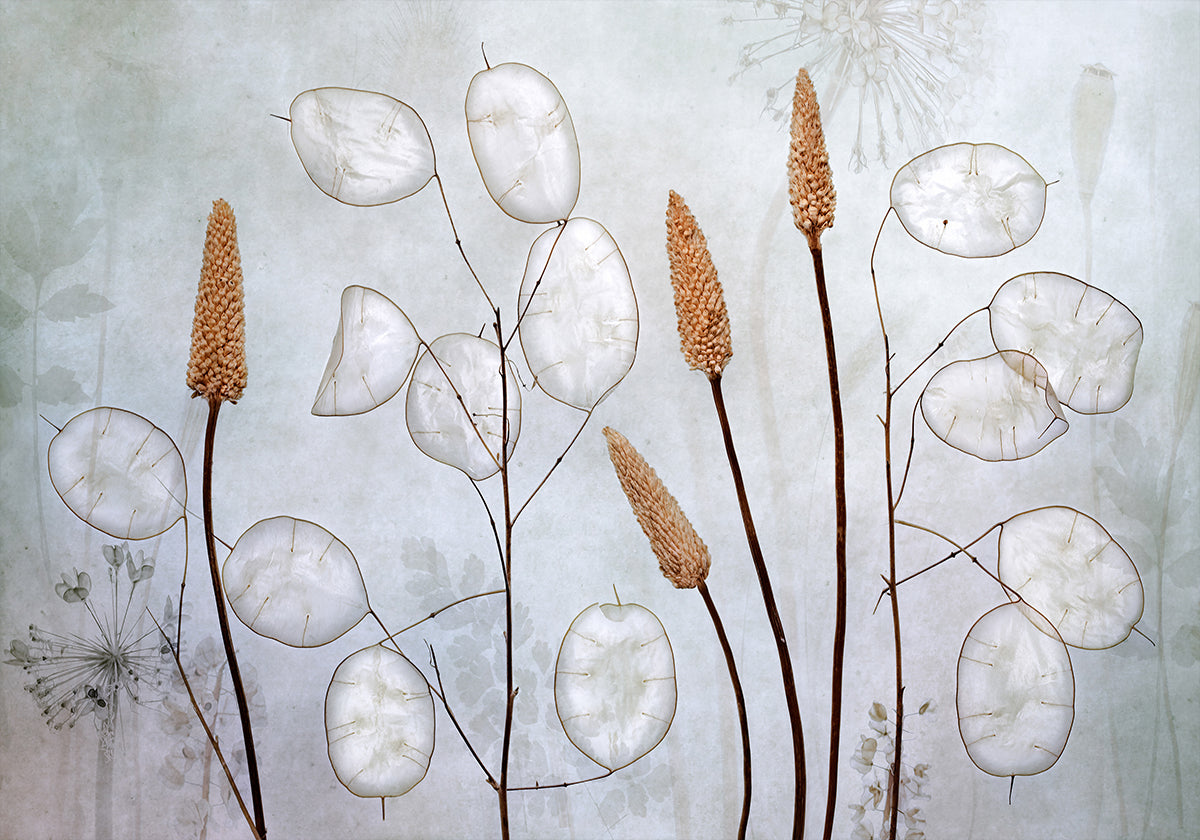 Lunaria  Poster