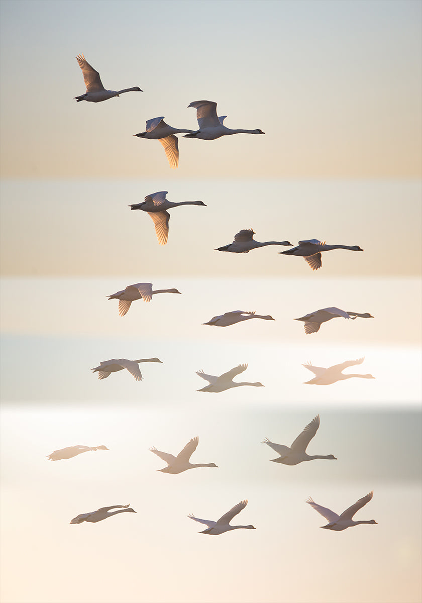 Past the sun.  Poster