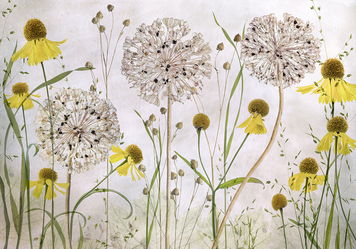 Alliums and heleniums Poster