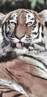 Tiger Plakat - Posterbox.no