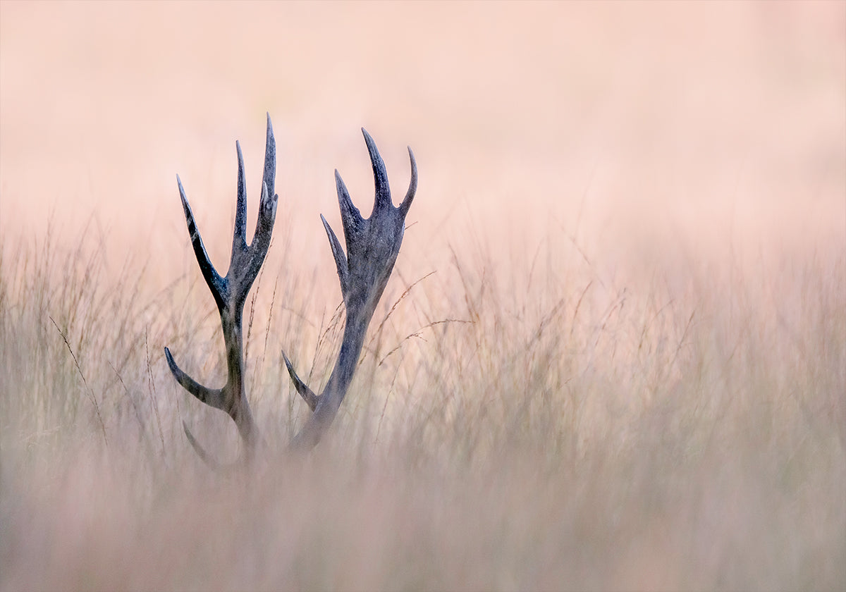 Hide &amp; Seek  ( Horn of Stag)