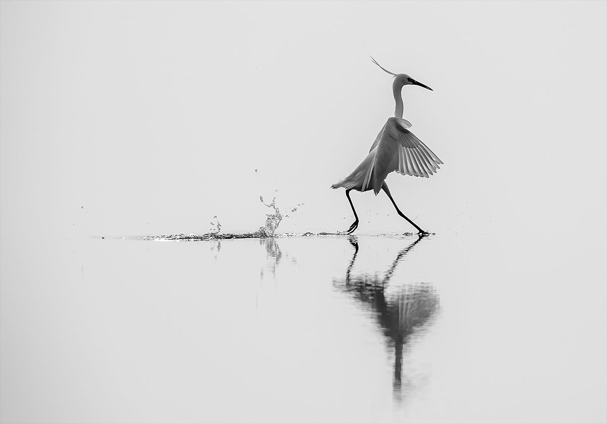 &quot;Dancing on the water&quot; Poster