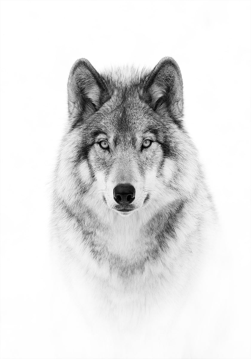 Portrait of a Timber Wolf