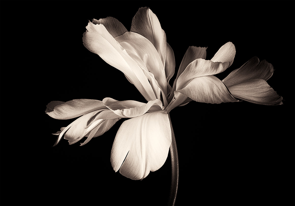 Tulip Exotic Emperor Poster