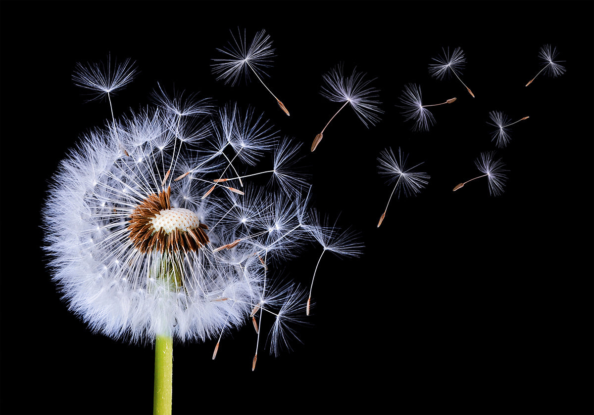 Dandelion Blowing Poster