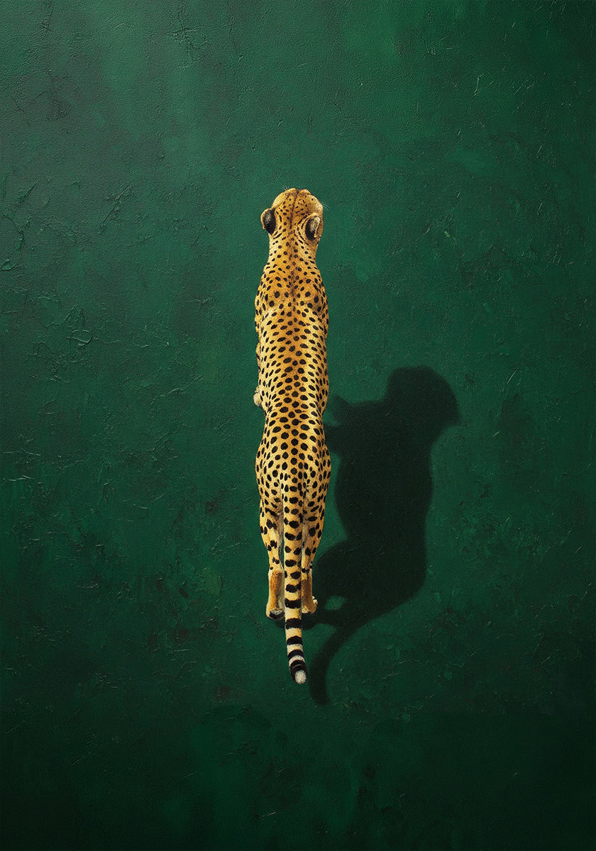 Solitary Cheetah Shadow Poster