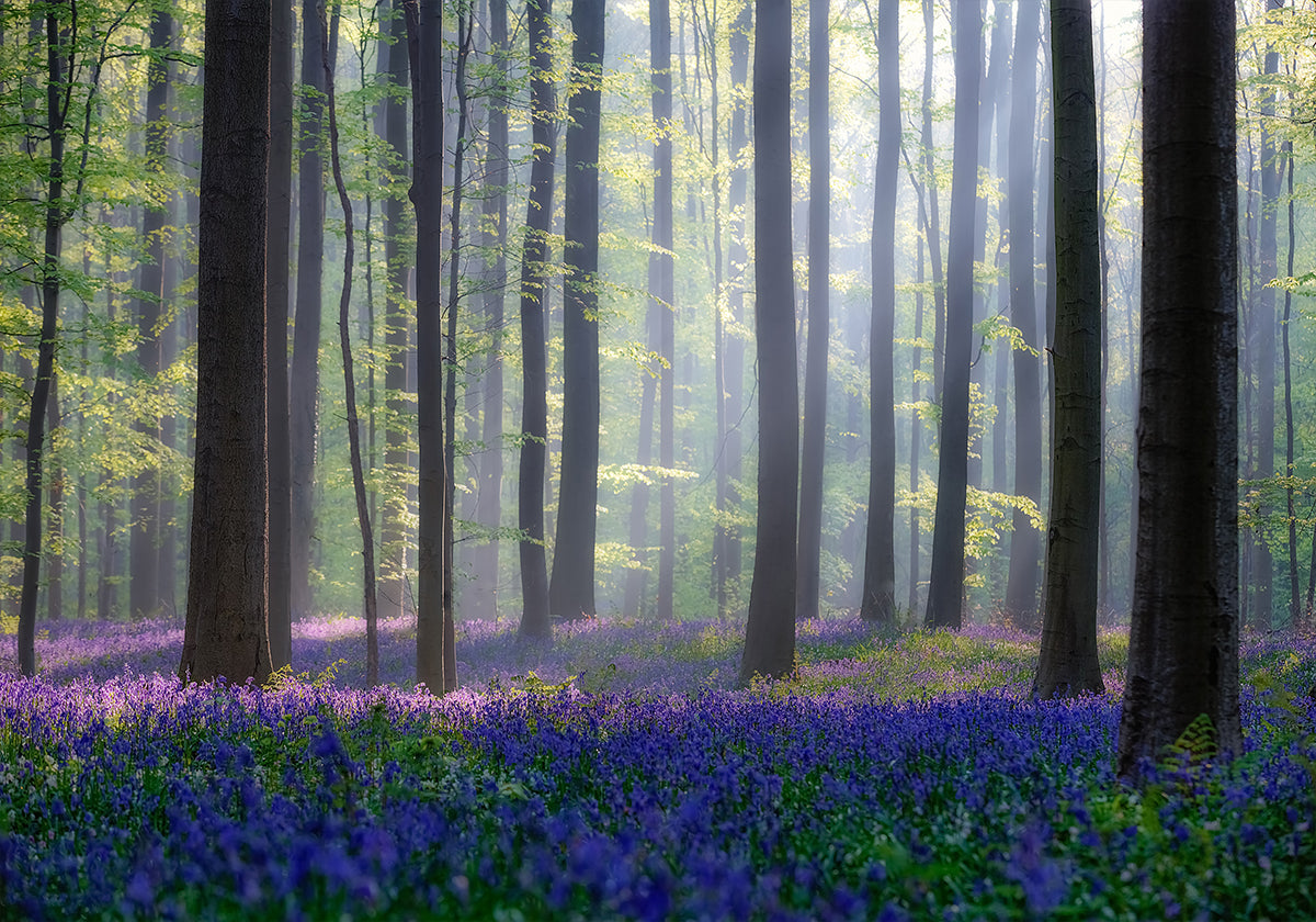 Bluebells Poster