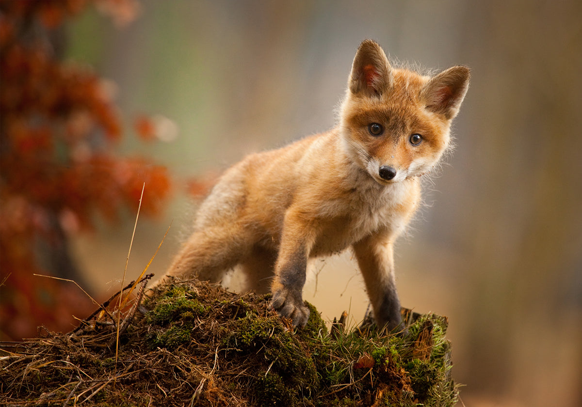 Fox  Poster