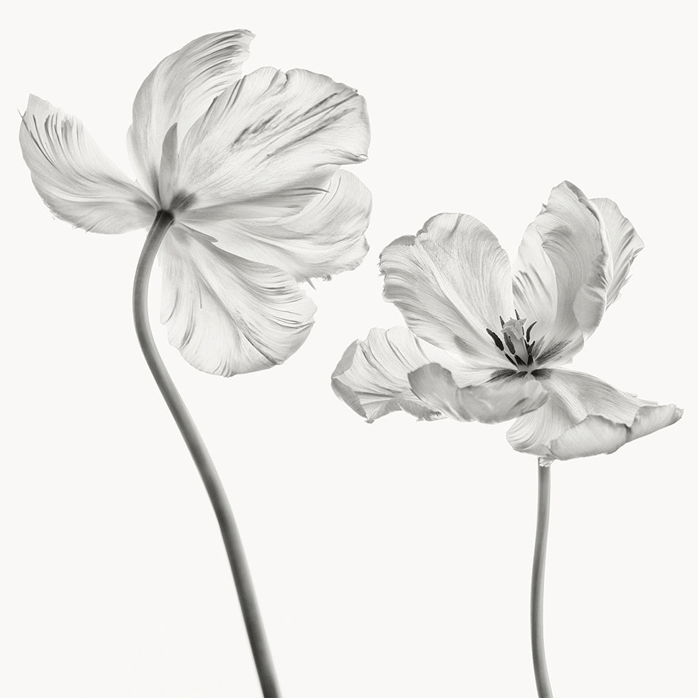 Same tulip Poster
