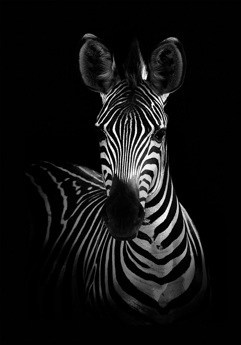 The Zebra